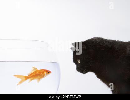 Nahaufnahme einer schwarzen Katze, die einen Goldfisch anstarrt Stockfoto