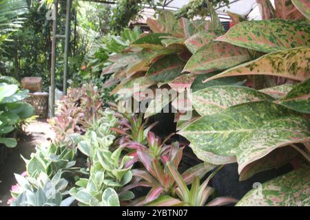 Aglonema Kochin tropische Pflanzen, grüne Blätter mit roten Flecken, aglaonema oder chinesisches Immergrün Stockfoto