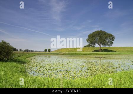 Blick auf einen Deich mit einem Baum aus den Auen des Flusses Waal in der Nähe des niederländischen Dorfes IJzendoorn Stockfoto