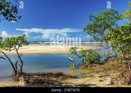 Treffen zwischen Mangroven, Fluss und Meer am Sargi Beach in Serra Grande an der Südküste von Bahia Stockfoto