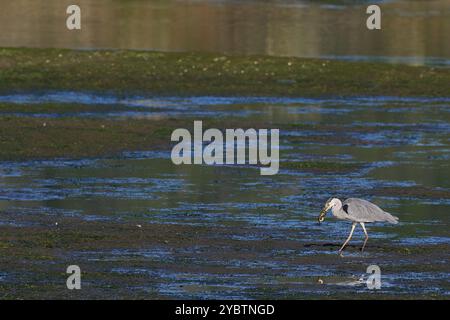 Graureiher, Ardea cinerea, Garza Real Fishing mit einem Aal im Schnabel in Victoria und Joyel Mooren, Santoña, Kantabrien, Spanien Stockfoto