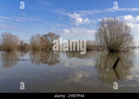 Bäume stehen im Wasser in der überfluteten Aue des Waal in der Nähe des niederländischen Dorfes Ochten Stockfoto