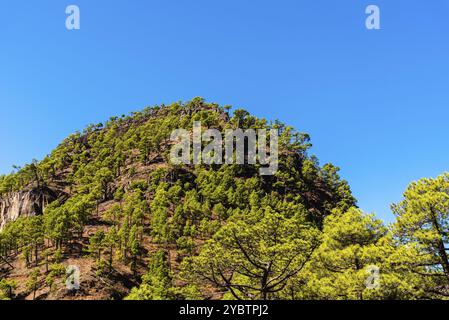 Nationalpark Caldera de Taburiente. Alter Vulkan Krater mit kanarischen Kiefernwald. La Palma, Kanarische Inseln. Pinus canariensis Stockfoto