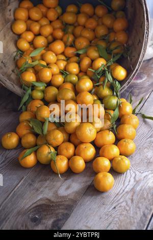 Präsentation über das Ergebnis der Sammlung von Früchten der Spindel Stockfoto