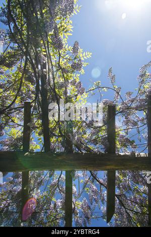 Reichlich blühenden Glyzinien im Frühjahr über eine Holz- Unterstützung Stockfoto