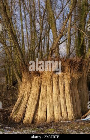 Bewaldeten Weidenzweige gegen einen Baum im Brabantse Biesbosch in der Nähe des Niederländischen Dorf Werkendam Stockfoto