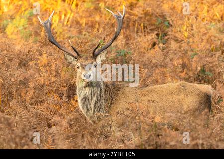 Rothirsch, wissenschaftlicher Name: Cervus elaphus. Herrlicher Rotwild-Hirsch im Herbst, nach vorne gerichtet und in goldenen Brackenweden, nach vorne gerichtet Stockfoto