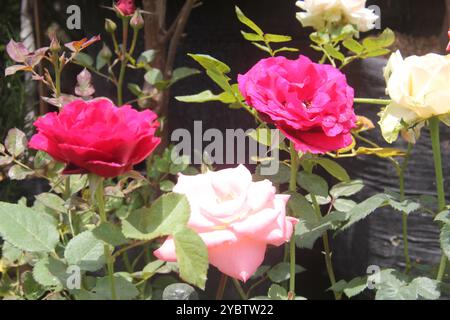 Rote und weiße Rosen werden normalerweise in Gärten gepflanzt, sie sind gut für Hintergründe. Stockfoto