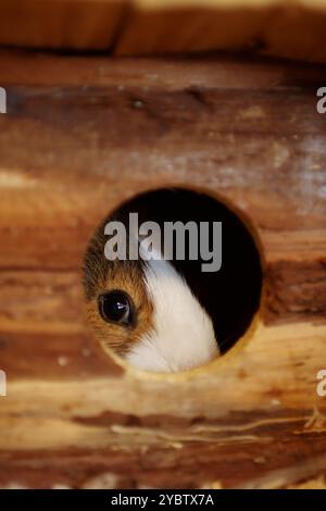 Das Meerschweinchen versteckt sich in seinem kleinen Haus und schaut aus dem Loch. Stockfoto