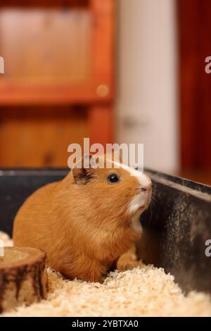 Das Meerschweinchen wartet darauf, in der Schüssel gefüttert zu werden. Er ist zu Hause drinnen Stockfoto