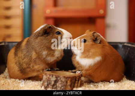 Zwei Meerschweinchen warten darauf, in der Schüssel gefüttert zu werden. Sie sind so süß Stockfoto