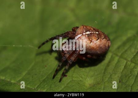 Garten Spinne Araneus diadematus Stockfoto