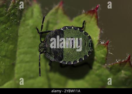 Green Shield Bugs Nymphe Palomena prasina Stockfoto