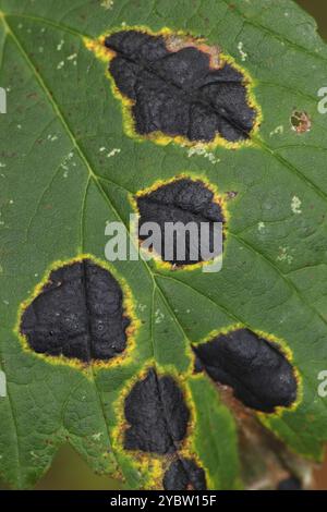 Tar-Spot Pilzes Rhytisma Acerinum auf Bergahorn Acer Pseudoplatanus Blättern Stockfoto