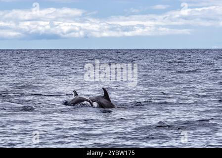 Mutter und Kalb von gewöhnlichen Großen Tümmlern oder Atlantischen Tümmlern, Tursiops truncatus, im Atlantik vor der Küste Teneriffas Stockfoto