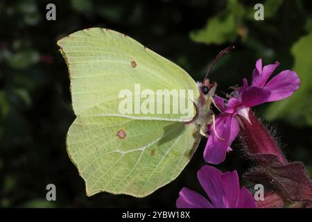 Zitronenfalter Gonepteryx rhamni Stockfoto