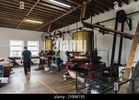 Ponta Delgada, Portugal, 5. Juli 20223: Gorreana Tea Factory. Es ist die älteste Teeplantage Europas. Sao Miguel Island, Azoren, Europa Stockfoto