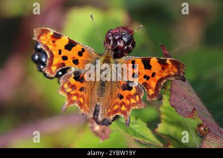 Komma Polygonia c-Album Stockfoto