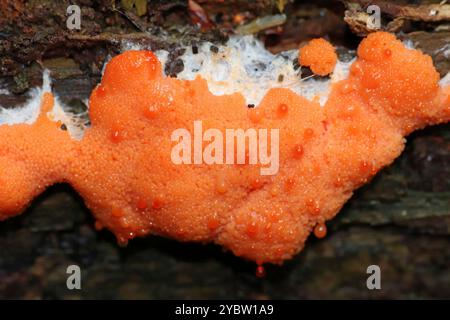 Himbeer-Schleimform – Tubifera ferruginosa Stockfoto