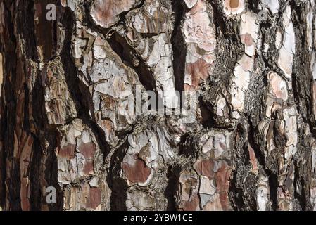 Hintergrund Der Kiefernrinde. Pinus Canariensis Stockfoto