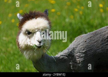 Porträt eines grauen Alpakas (Vicugna pacos) frisch geschoren, Gras fressen Stockfoto