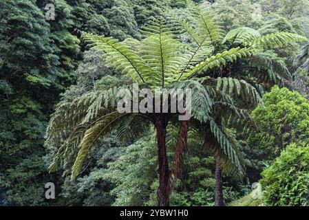 Parque Natural da Ribeira dos Caldeiroes auf der Insel Sao Miguel, Azoren, Portugal, Europa Stockfoto