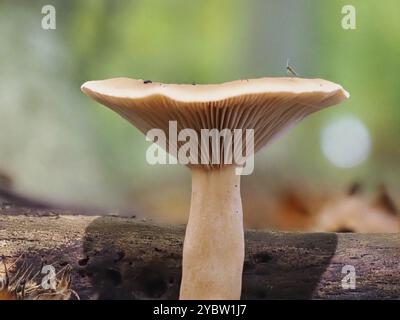 Mönchskopf (Infundibulicybe geotropa), verschwommener Hintergrund, Nordrhein-Westfalen, Deutschland, Europa Stockfoto