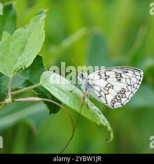 Nahaufnahme eines marmorierten weißen Schmetterlings (melanargia galathea), eines schwarz-weißen Schmetterlings, der auf einem Blatt vor einem tiefgrünen Hintergrund ruht Stockfoto