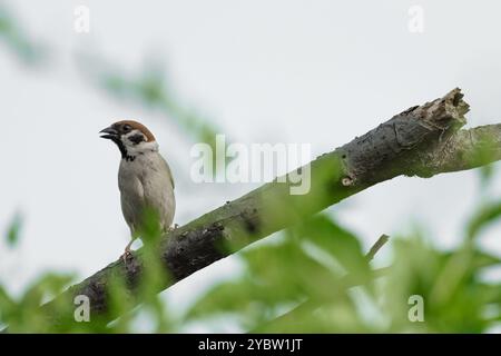 Eurasischer Baumpatzen (Passer montanus), der auf einem Ast sitzt Stockfoto