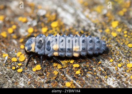 7-Spot Marienkäfer Coccinella septempunctata - Larven Stockfoto