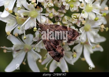 Brennnessel-Hahn Anthophila fabriciana Stockfoto