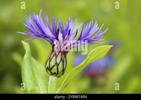 Mountain Cornflower Centaurea montana Stockfoto