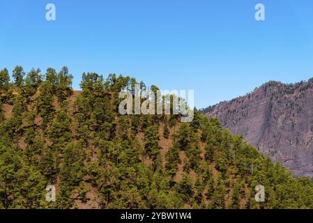 Nationalpark Caldera de Taburiente. Alter Vulkan Krater mit kanarischen Kiefernwald. La Palma, Kanarische Inseln. Pinus canariensis Stockfoto