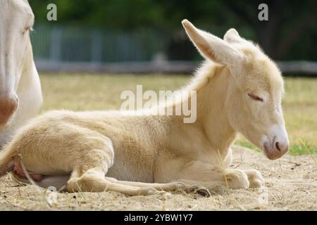 Extrem seltenes weißes österreichisch-ungarisches Barockesel (Equus asinus asinus), auch als Lichtbringer bekannt, von dem es nur noch um 300 gibt Stockfoto