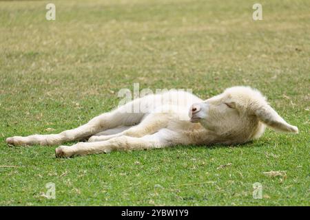 Extrem seltenes weißes österreichisch-ungarisches Barockesel (Equus asinus asinus), auch als Lichtbringer bekannt, von dem es nur noch um 300 gibt Stockfoto