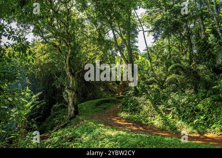 Schotterpfad durch den Regenwald auf der Insel Ilhabel an der Küste von Sao Paulo Stockfoto