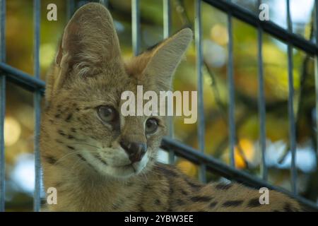 Savannah Katze. Wunderschönes gepunktetes und gestreiftes goldfarbenes Serval Savannah-Kätzchen Stockfoto