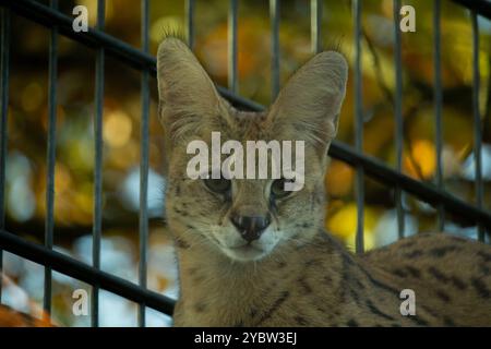 Savannah Katze. Wunderschönes gepunktetes und gestreiftes goldfarbenes Serval Savannah-Kätzchen Stockfoto