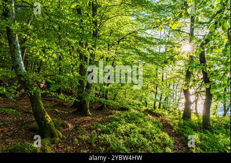 Im Herzen eines schwedischen Buchenwaldes erwachen im Frühling leuchtende grüne Blätter zum Leben, während das Sonnenlicht durch die Baumkronen strömt und die Ruhe erhellt Stockfoto