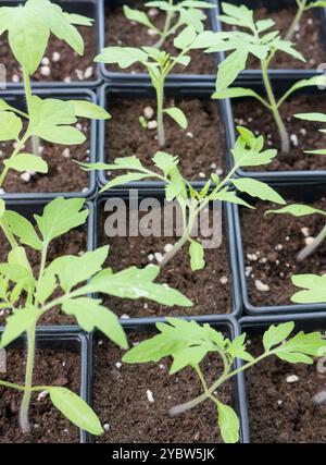 Tomatensämlinge in Kunststoffbehältern. Stockfoto
