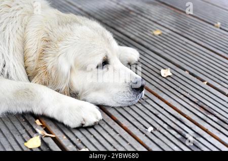 Trauriger labrador-Retriever, der auf dem Holzdeck liegt, Hund vermisst seinen Besitzer, weißer Keks labrador ist gerade wach, süßes Labor, Stockfoto
