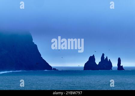 Island, Region Sudurland, Vik, Dyrholaey Site, Reynisfjara schwarzer Sandstrand, Reynisdrangar Nadeln Stockfoto