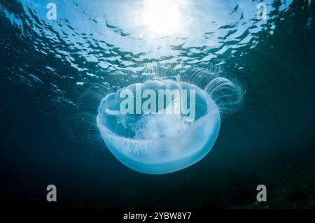 Mondquallen, Aurelia aurita, gegen die Sonne, Sonnenstrahl, Cadaques, Costa Brava, Katalonien, Spanien Stockfoto