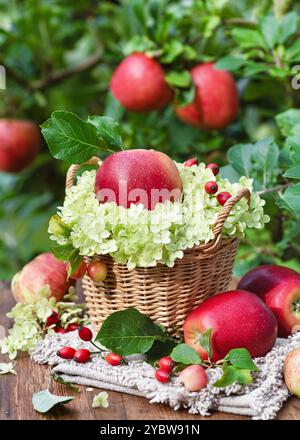 Wunderschönes Blumenarrangement mit roten Bio-Äpfeln, weißen Hortensie-Blüten und roten Rosen-Hüftzweigen in einem rustikalen Korb. Stockfoto