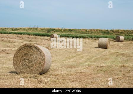 Runde Heuballen Shingle Street Suffolk UK Stockfoto