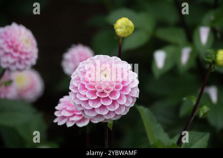 Pinkfarbene Pom Pom Dahlia in Blüte Stockfoto