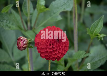 Red Pom pon Dahlia Stockfoto