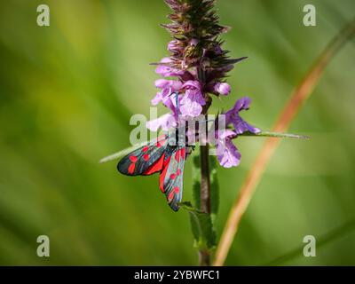 Sechs Flecken Burnet Moth - Zygaenidae filipendulae an frühen violetten Orchideen Stockfoto