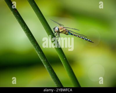 Männlicher Migrant Hawker - Aeshna mixta ruht auf einem Stiel Stockfoto