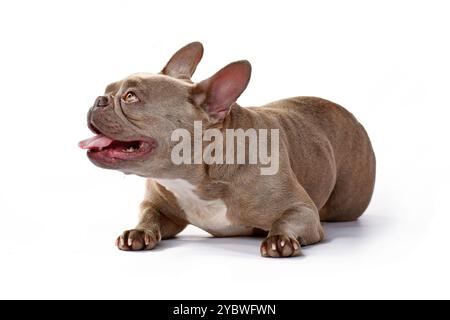 Lilafarbener französischer Bulldog-Hund, der auf weißem Studio-Hintergrund liegt Stockfoto